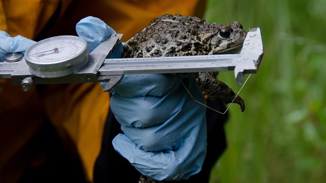 Gloved hand measures a toad with scientific calipers