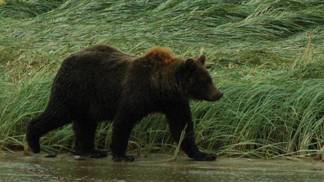 Bear walking along water