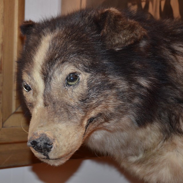 Close up of a dog's face