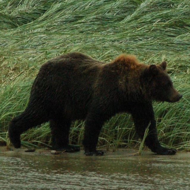 Bear walking along water