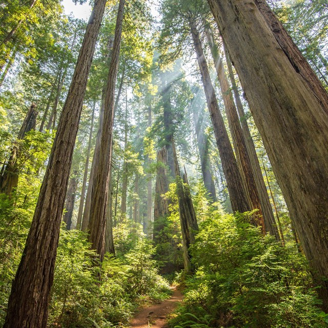 Trail through redwood forest in Redwood National and State Parks