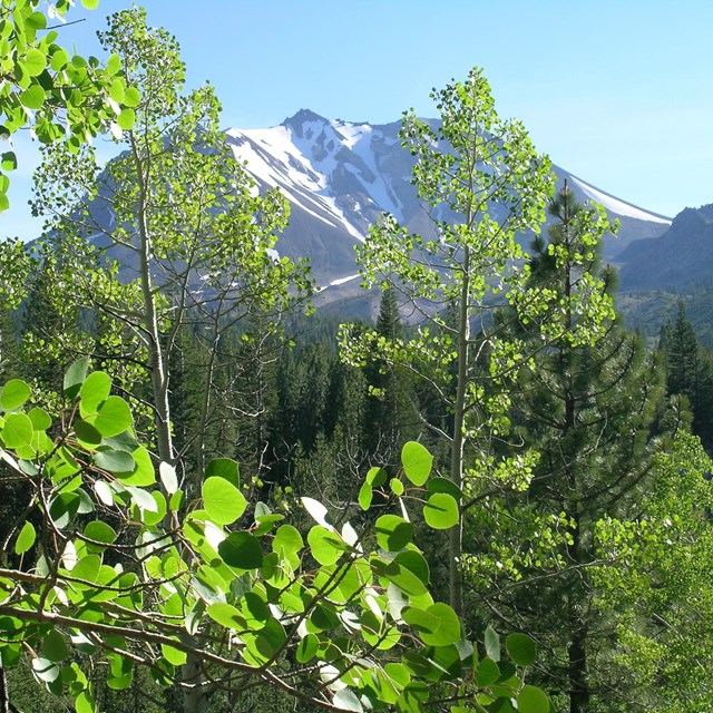 Mount Lassen with trees in foreground