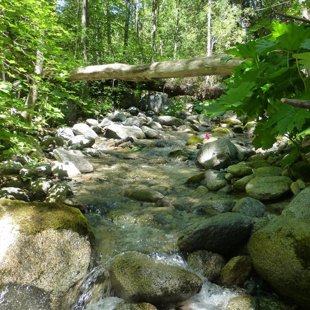 Stream with rocks, vegetation, and down trees in Whiskeytown NRA