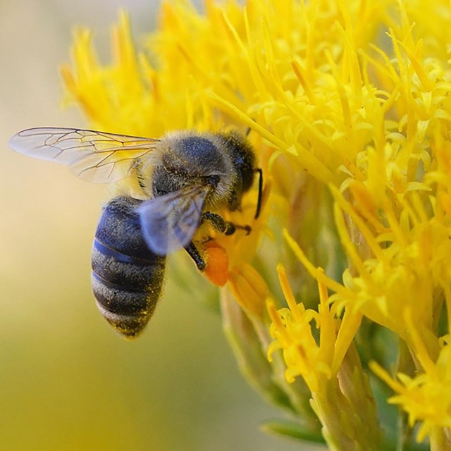 Close up of a bumble bee pollinating a wispy yellow flower.
