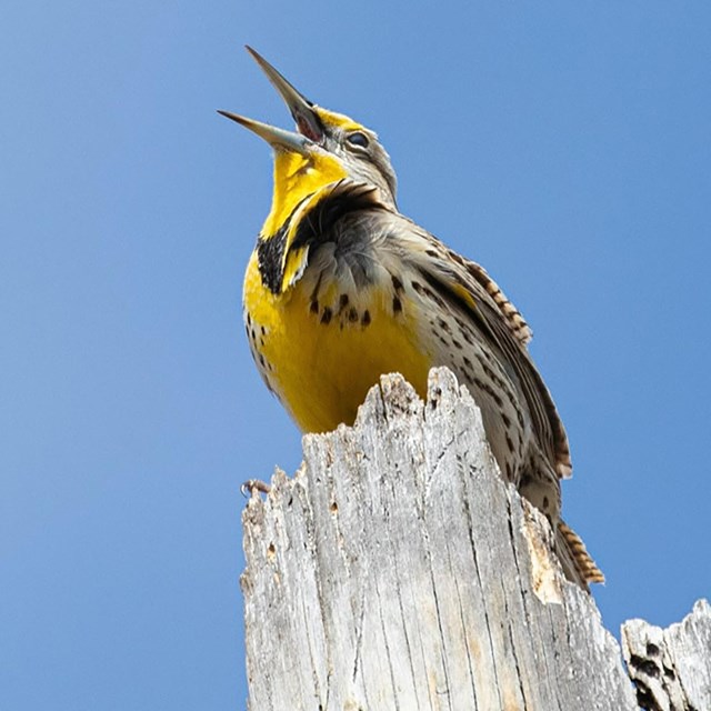 Yellow, gray and black bird sings a top a gray piece of wood against a blue sky.