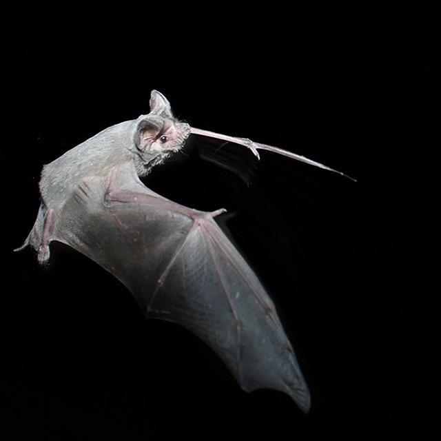 Gray bat flies against a black background.