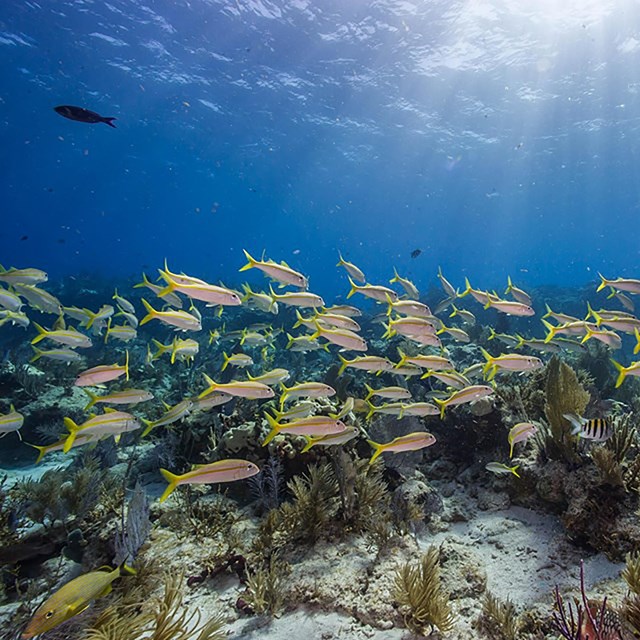 Pink and yellow school of fish swim among ocean floor plants while sun beams shine into the waters.