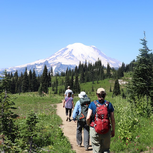 Four hikers walk along a trail with trees towards a large snowy mountain
