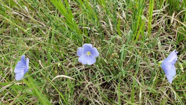 Lewis Flax or Blue Flax flowers