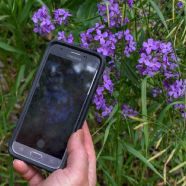 Hand holds a smart phone above a clump of purple flowers. Same flowers are displayed on phone.