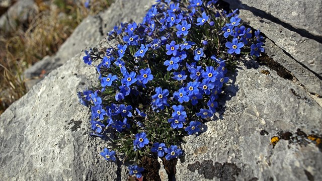 Blue flowers on a rock on arctic tundra