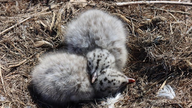 Two chicks lay next to one another in a nest on the tundra
