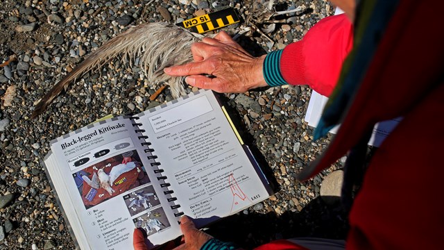 Bird anatomy being studied next to a field guide book