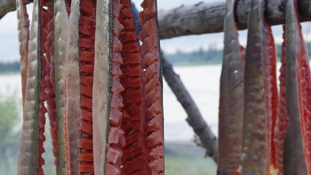 Cut and hanging salmon at a fishing hut