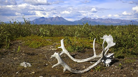 caribou antlers on tundra in front of mountains