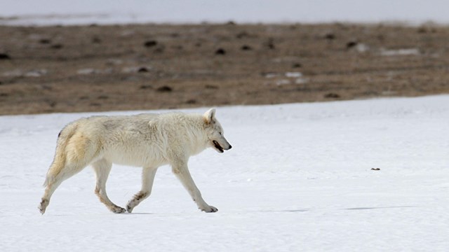 Gray Wolf walking on snow with bare tundra in background