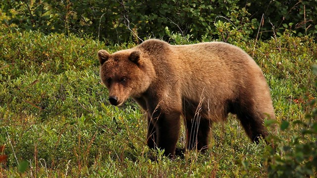 Grizzly Bear standing in grass