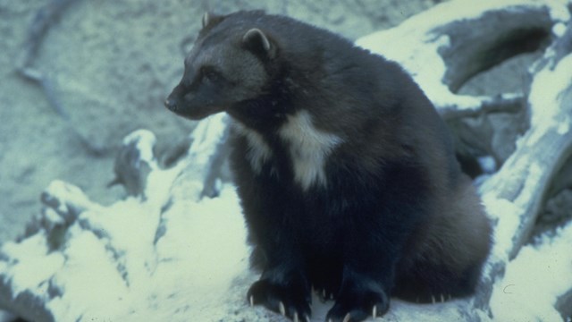 Wolverine perched on log