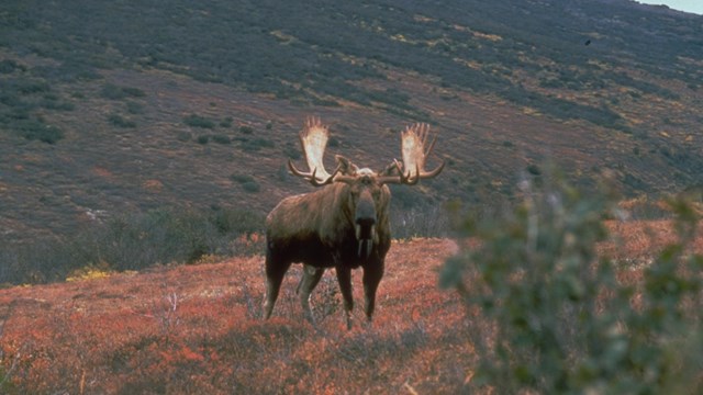 Bull moose standing on hill in the Arctic