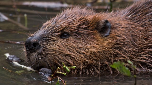 Closeup of beaver in water