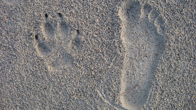 A wolf paw print and human footprint in sand