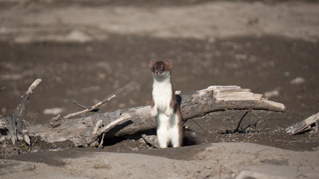 Picture of a weasel standing in the mud in front of log
