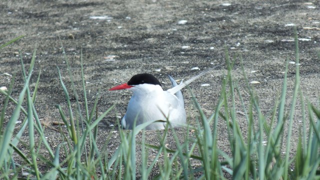 Picture of an Arctic Tern resting on the ground