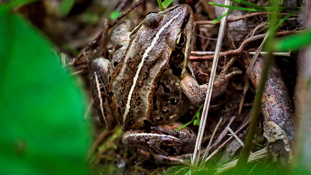 Wood frog nestled in leaf litter