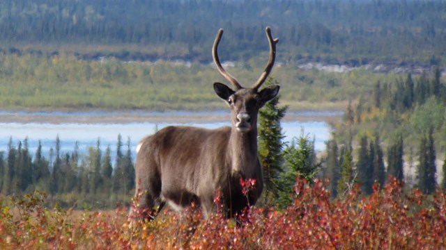 Caribou standing on a hill by Onion Portage