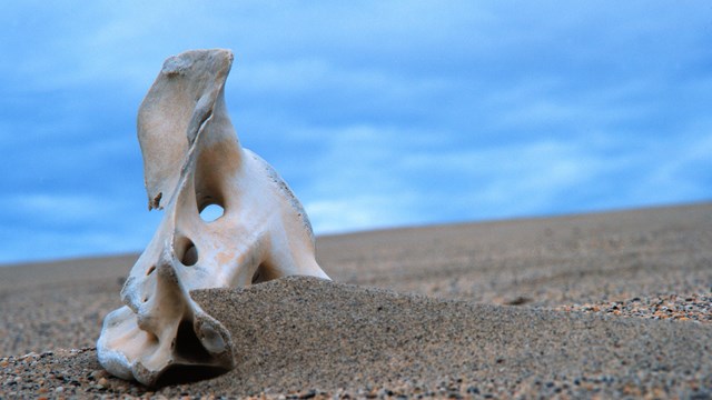 Image of caribou bone in sand