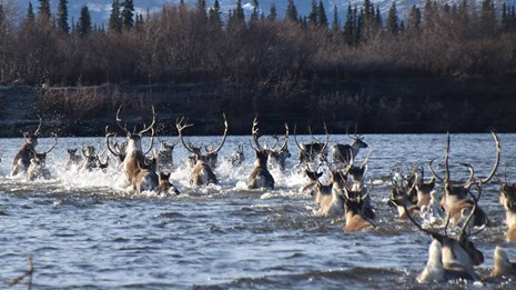 a group of about 30 caribou splash into the water of a river with snowcapped mountains 