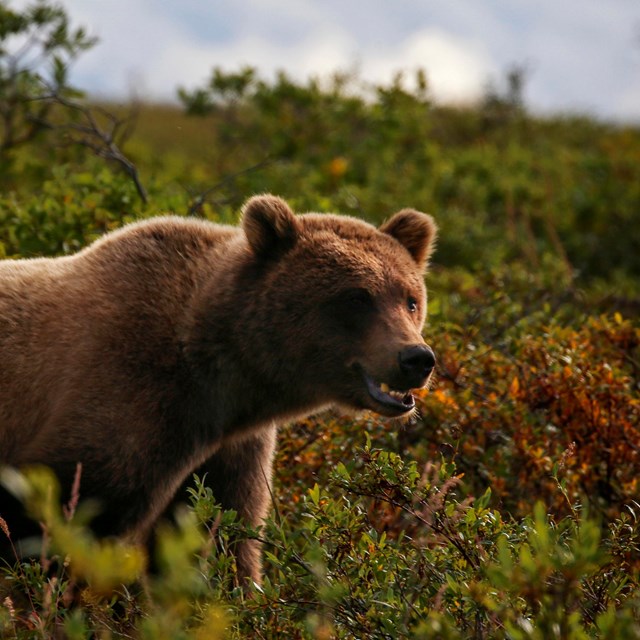 a large grizzly bear stands in the bushes