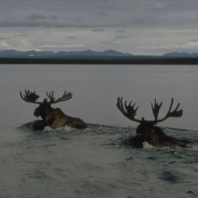 two bull moose with antlers swim across a river towards mountains