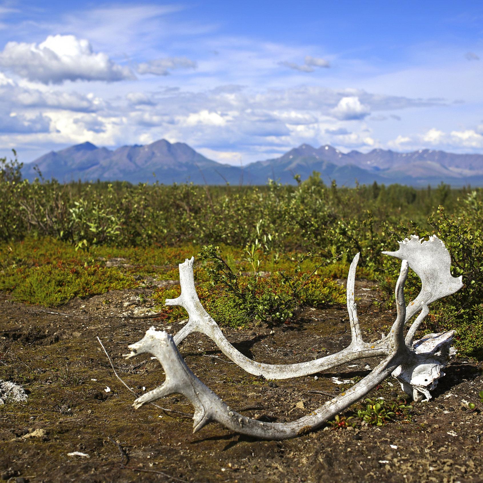 Caribou antlers on tundra in front of mountains