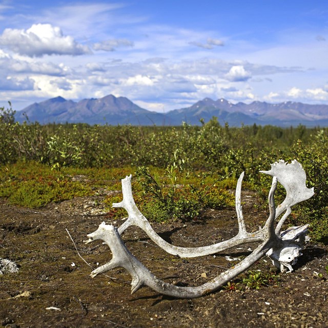 caribou antlers on tundra in front of mountains