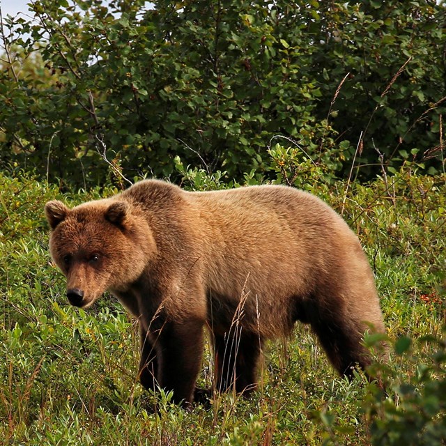 Grizzly Bear standing in grass