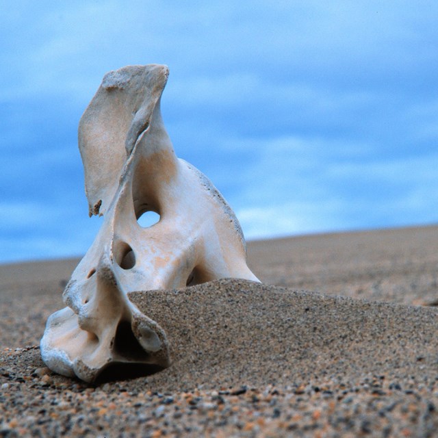 Image of caribou bone in sand