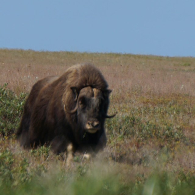 Muskox walking on open tundra