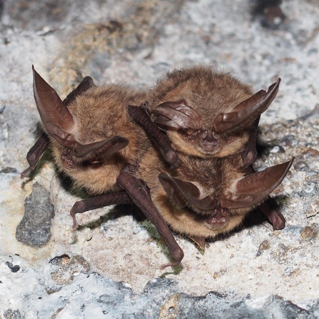 Cluster of bats