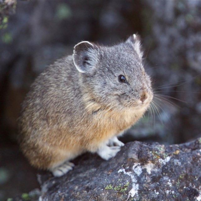 Pika (NPS/ T. Reichner)