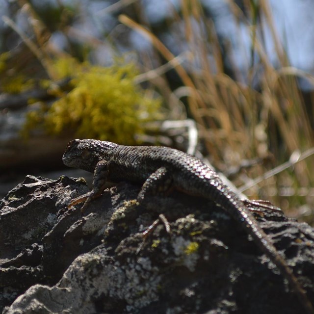 Fence Lizard