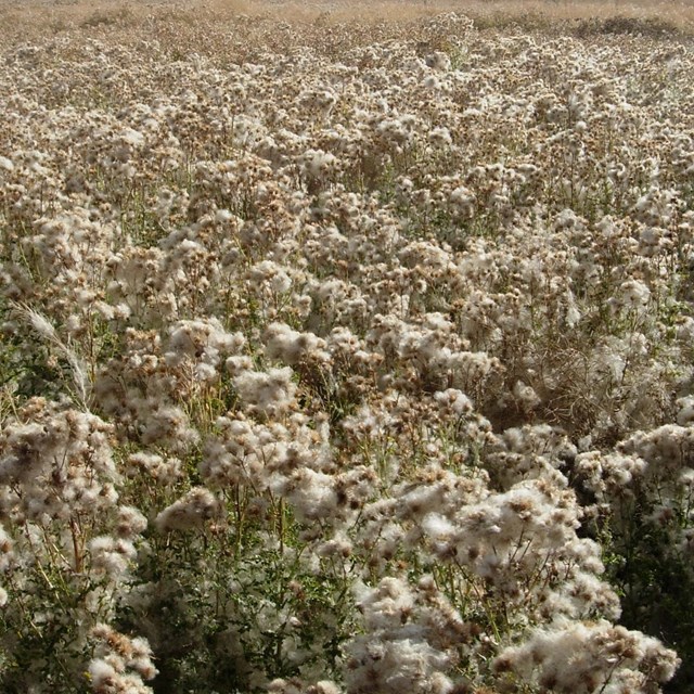 Non-native Canada thistle