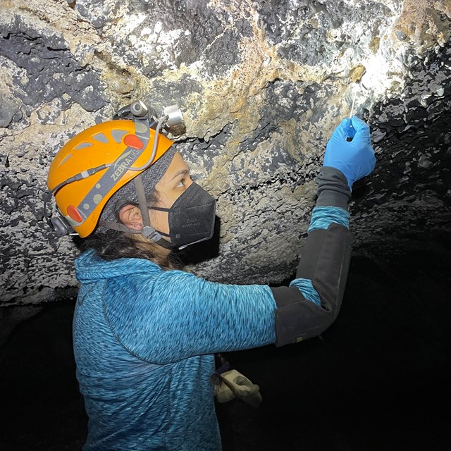 Member of the resources team swabbing bats.