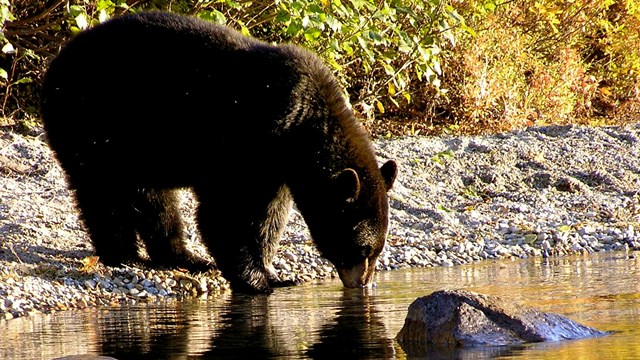 A black bear takes a drink from a body of water while standing on the shoreline