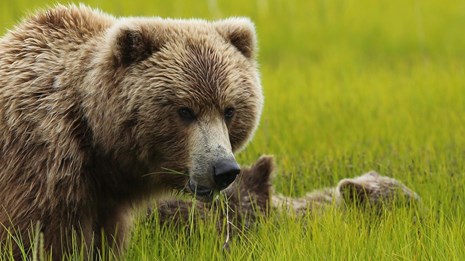 A brown bear looks through the grass