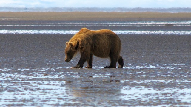 Brown Bears - Lake Clark National Park & Preserve (U.S. National Park Service)