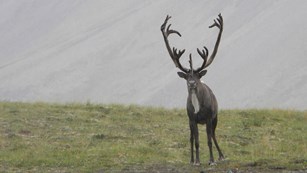 A single caribou stands on a grassy hillside