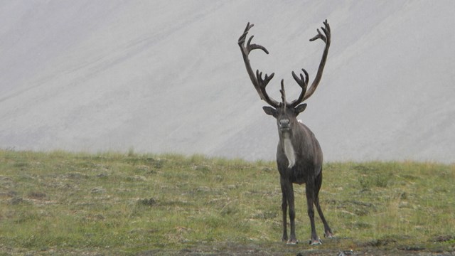 A single caribou stands on a grassy hillside