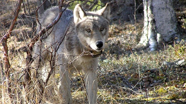 A collared stands next to a shrub in a wooded area