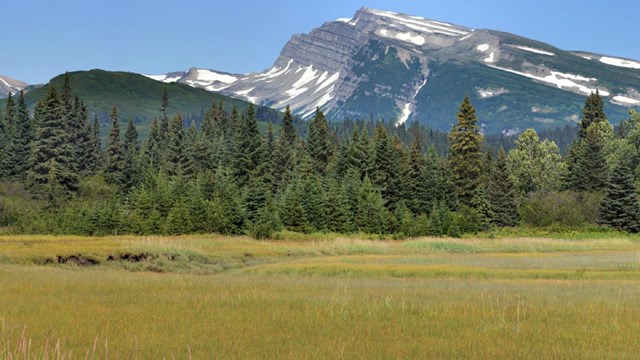 a partially snow covered mountain above a green sedge meadow